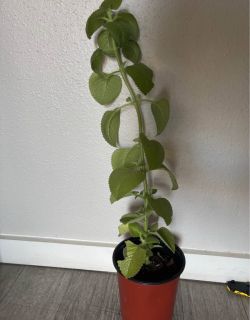 Orégano planta