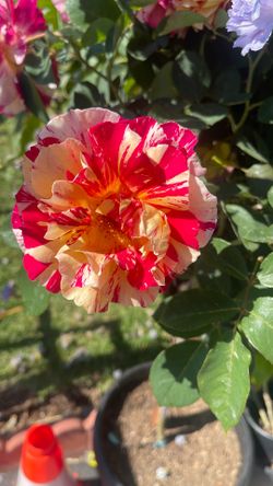 Casa de renta en Huntington park ca 90255