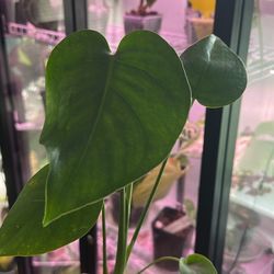 Monstera Deliciosa