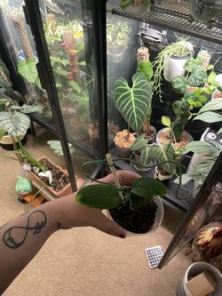 Monstera Velvet Peru for Sale in Puyallup, WA - OfferUp