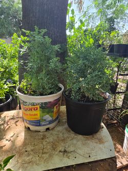 Ruda plants