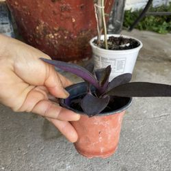 Purple Heart Plants !! Different Species 