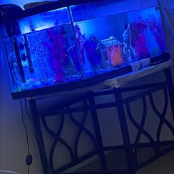 Fish Tanks