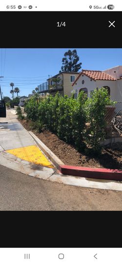 Ficus nitida laurels