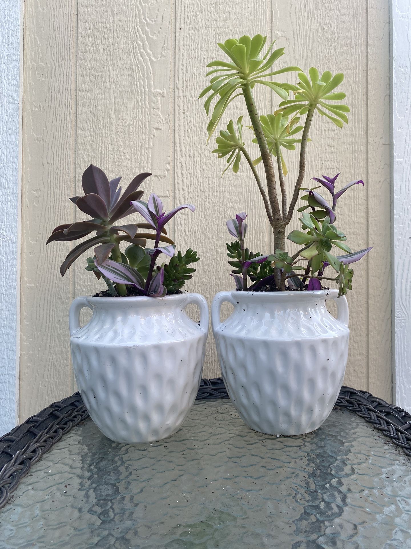 Two Beautiful Plants In White Pots 