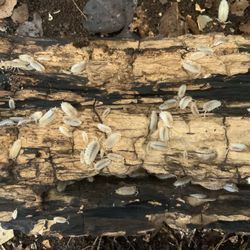 Orange Dalmation Isopods