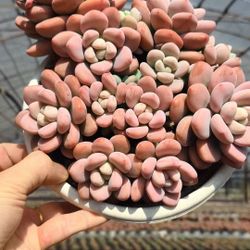 Echeveria Lushen Imported Succulent