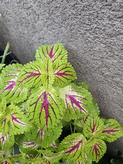 Coleus Plants 