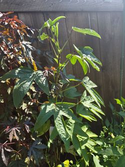 Red Roselle Hibiscus sabdariffa Mature Flowering Plants
