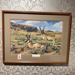 Wildlife Print. Pronghorn Antelope Framed Print. 