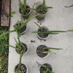 Aloe vera Plants