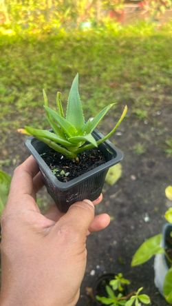 Climbing Aloe Ciliaris 4”available very rare