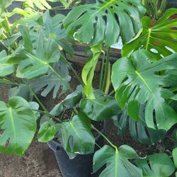 Monstera 