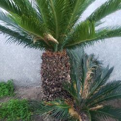 Sago Palms