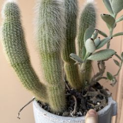 Cactus Succulent Plant In Stone Planter  