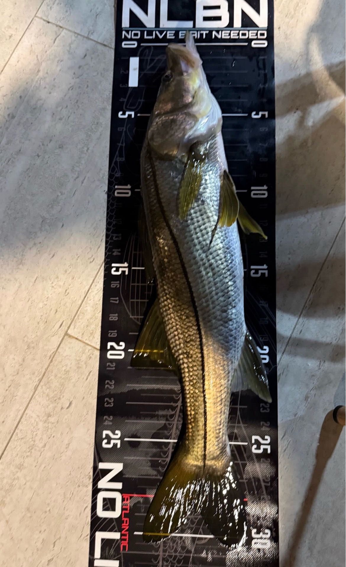 tarpon and snook spots