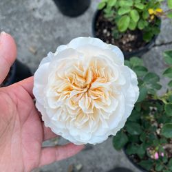 English Roses live plant 2 gallons DA roses Eugenie