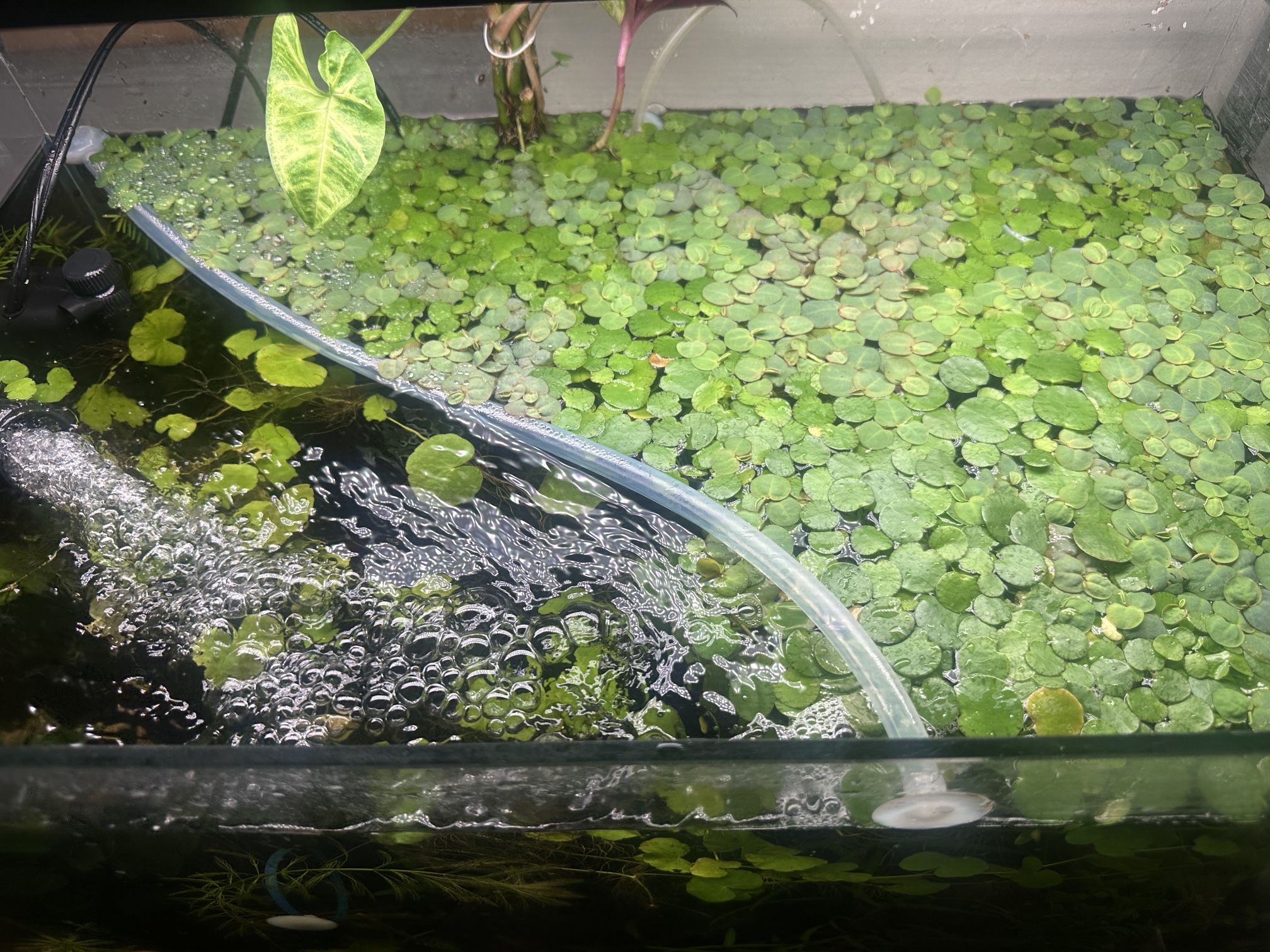 Red Root Floaters