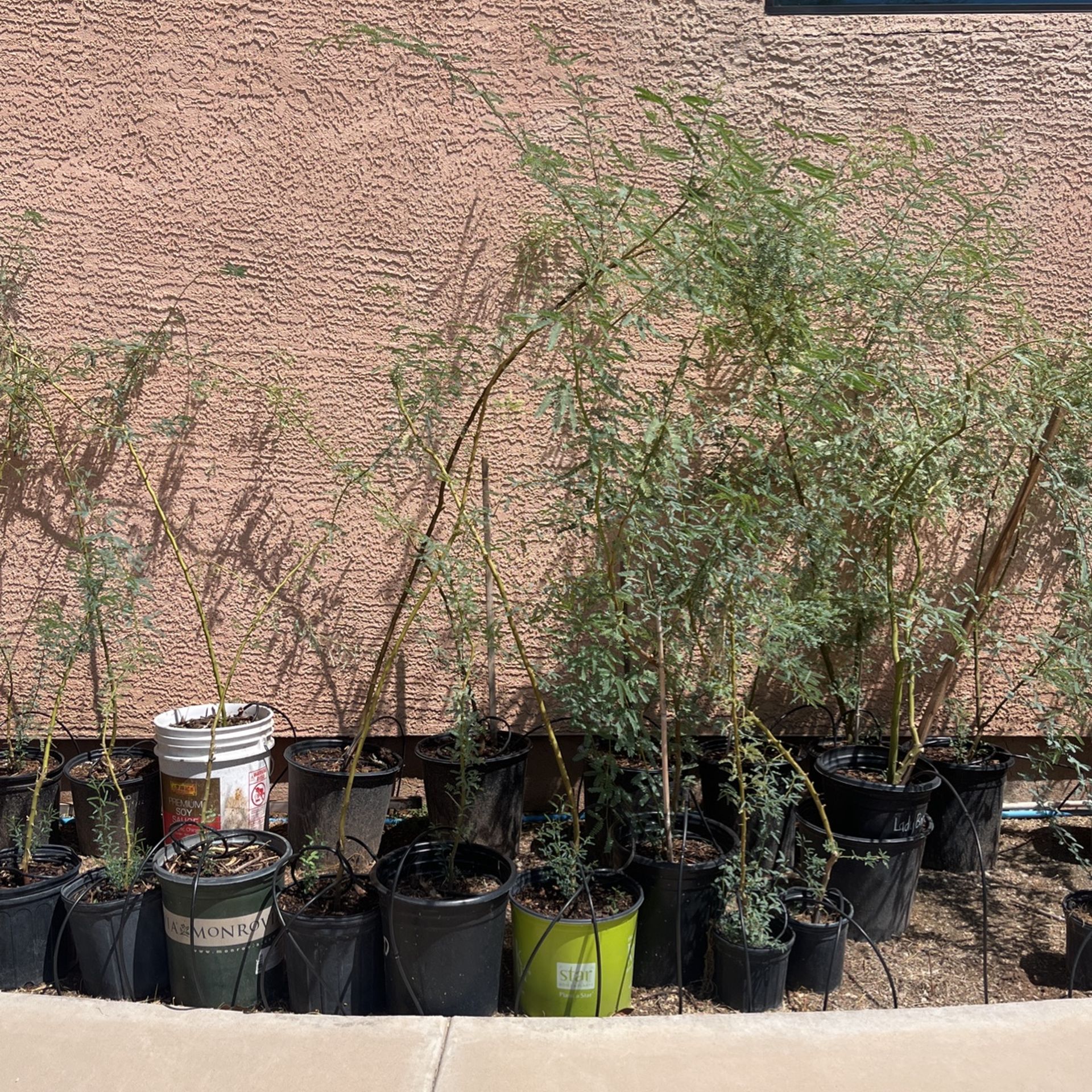 Mesquite Trees