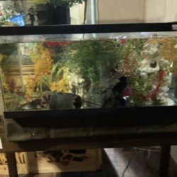 40 Gal Breeder Fish Tank Everything You See Included 