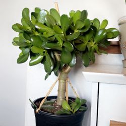Jade Plant 