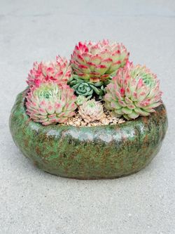Succulents plants 🪴 (Echeveria 'Red hole')