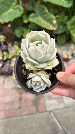 Succulent Plants 5” Pot 