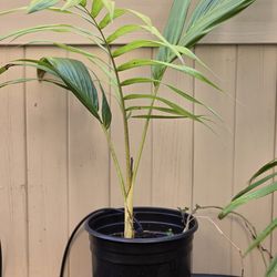King palm 3 feet tall