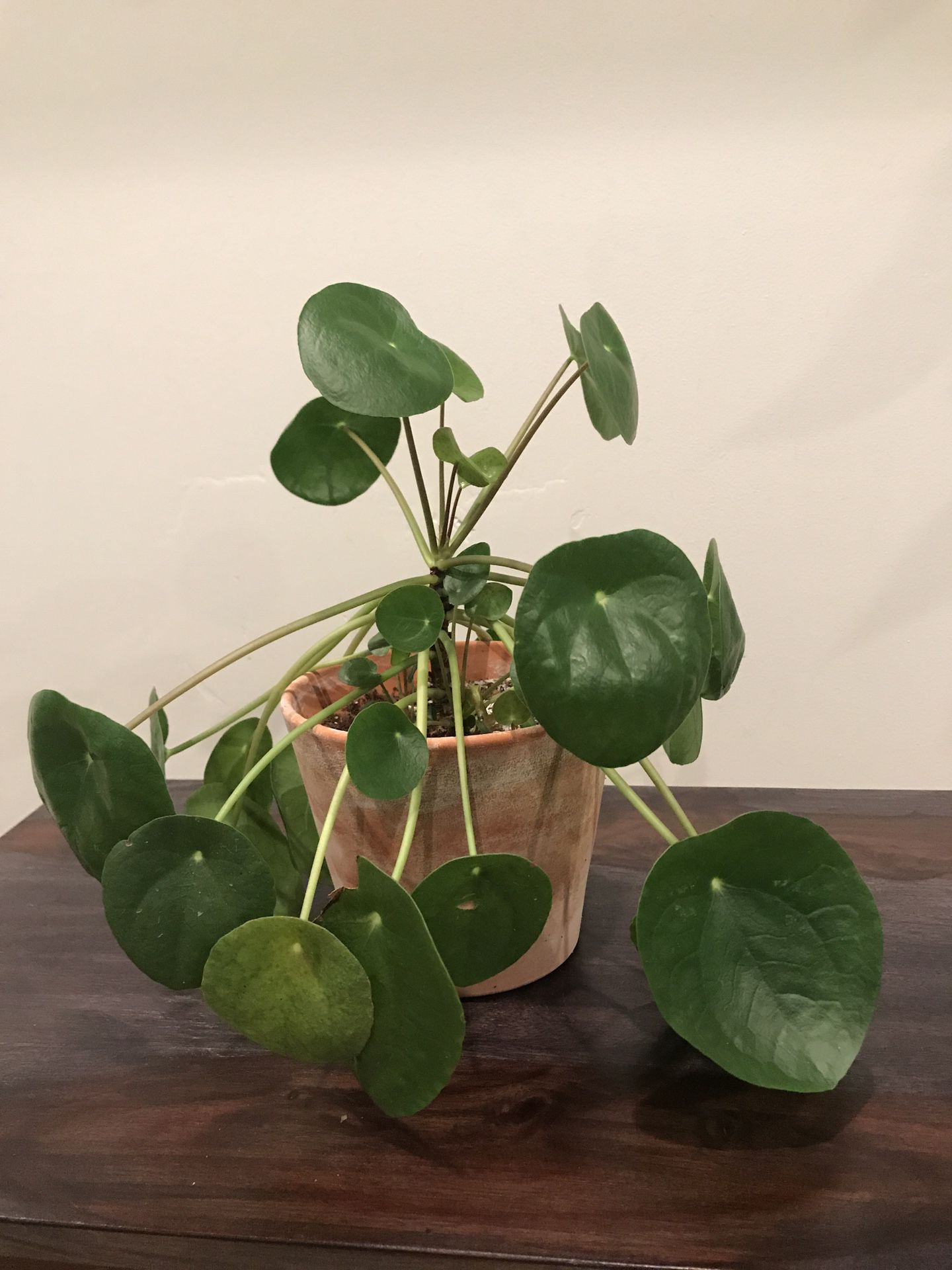 Pilea Peperomiodes (Chinese Money Plant or Pancake Plant)