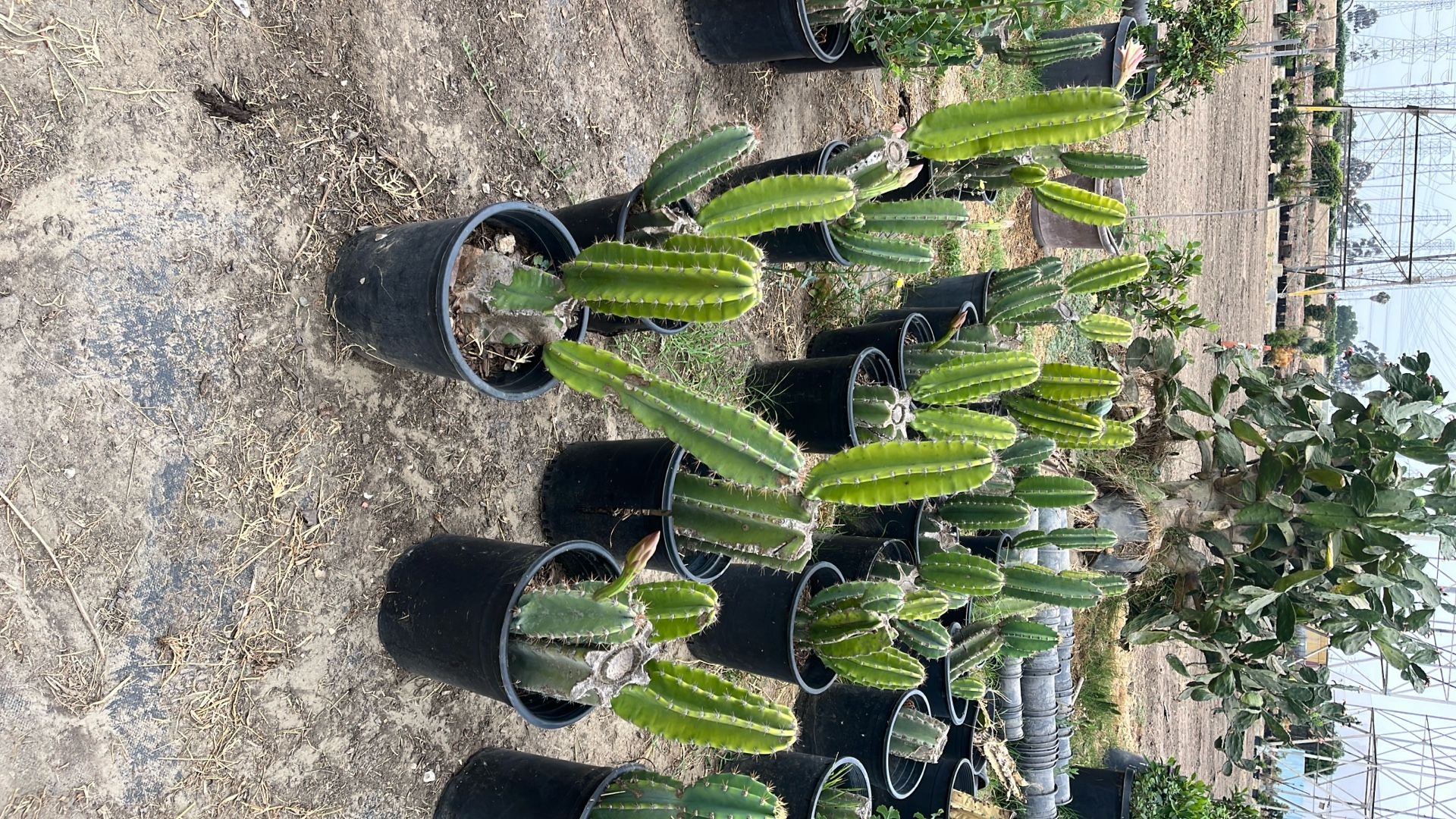 Catus