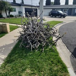 Free Plumeria Branches