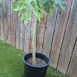 Papaya Tree