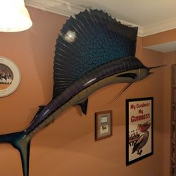 Beautiful Mounted 8ft. Sailfish