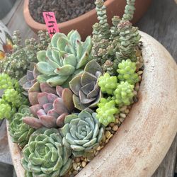 14” Heart With Succulent Plants $47