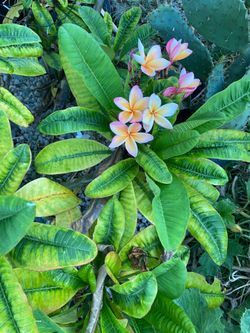 Plumeria plants