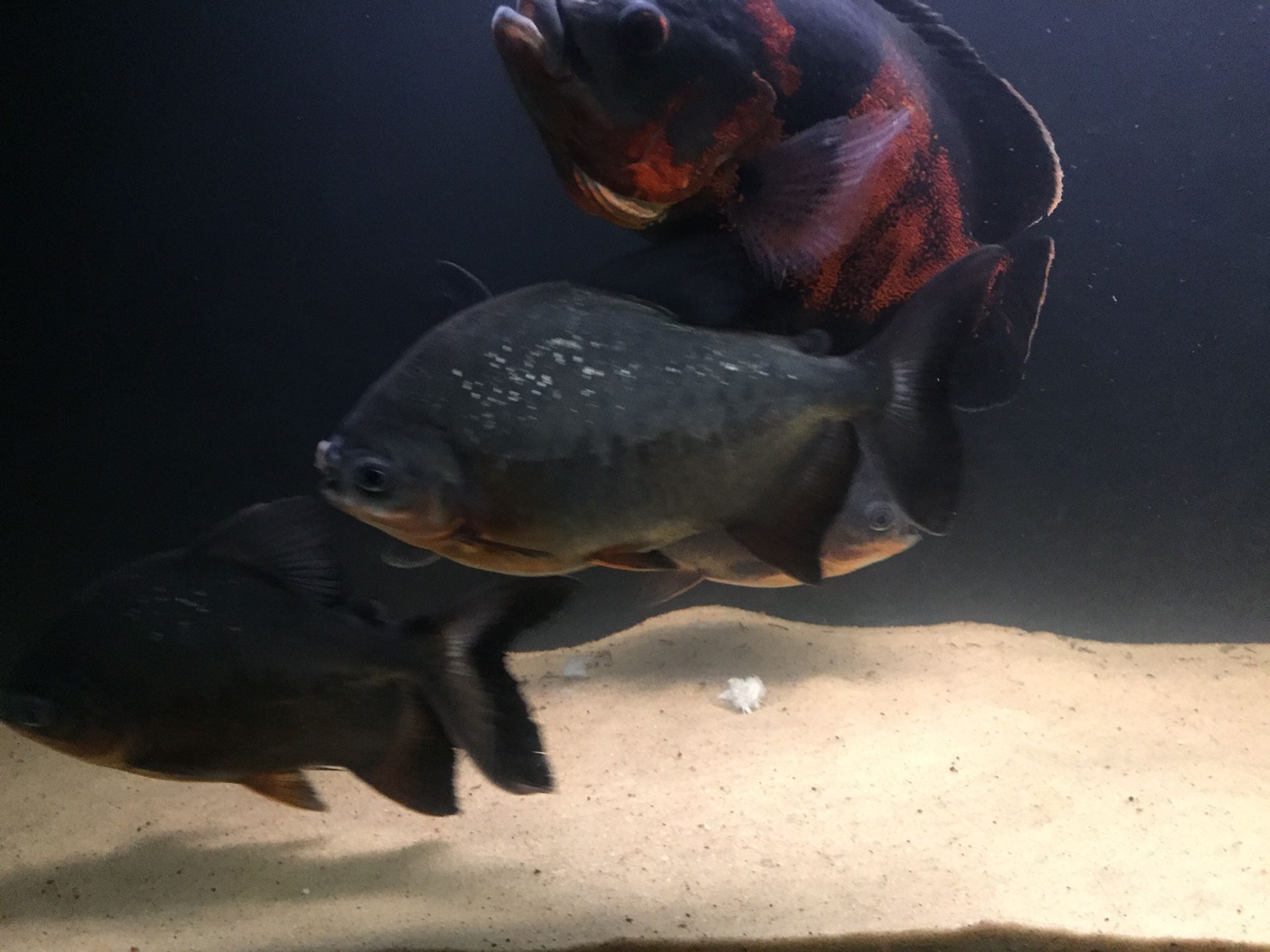 Tanks