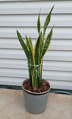 Variegated snake plant