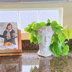 Lemon Lime Philodendron