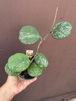 4” Hoya obovata pink splash
