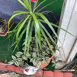 Large Beautiful Plant