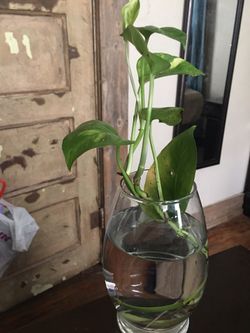 Planta natural