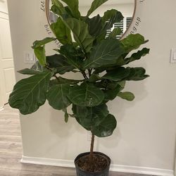 Real Live Beautiful Healthy Full 5’2” Fiddle Leaf Plant Tree
