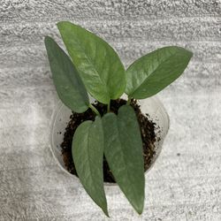 Epipremnum Pinnatum Live Plant 