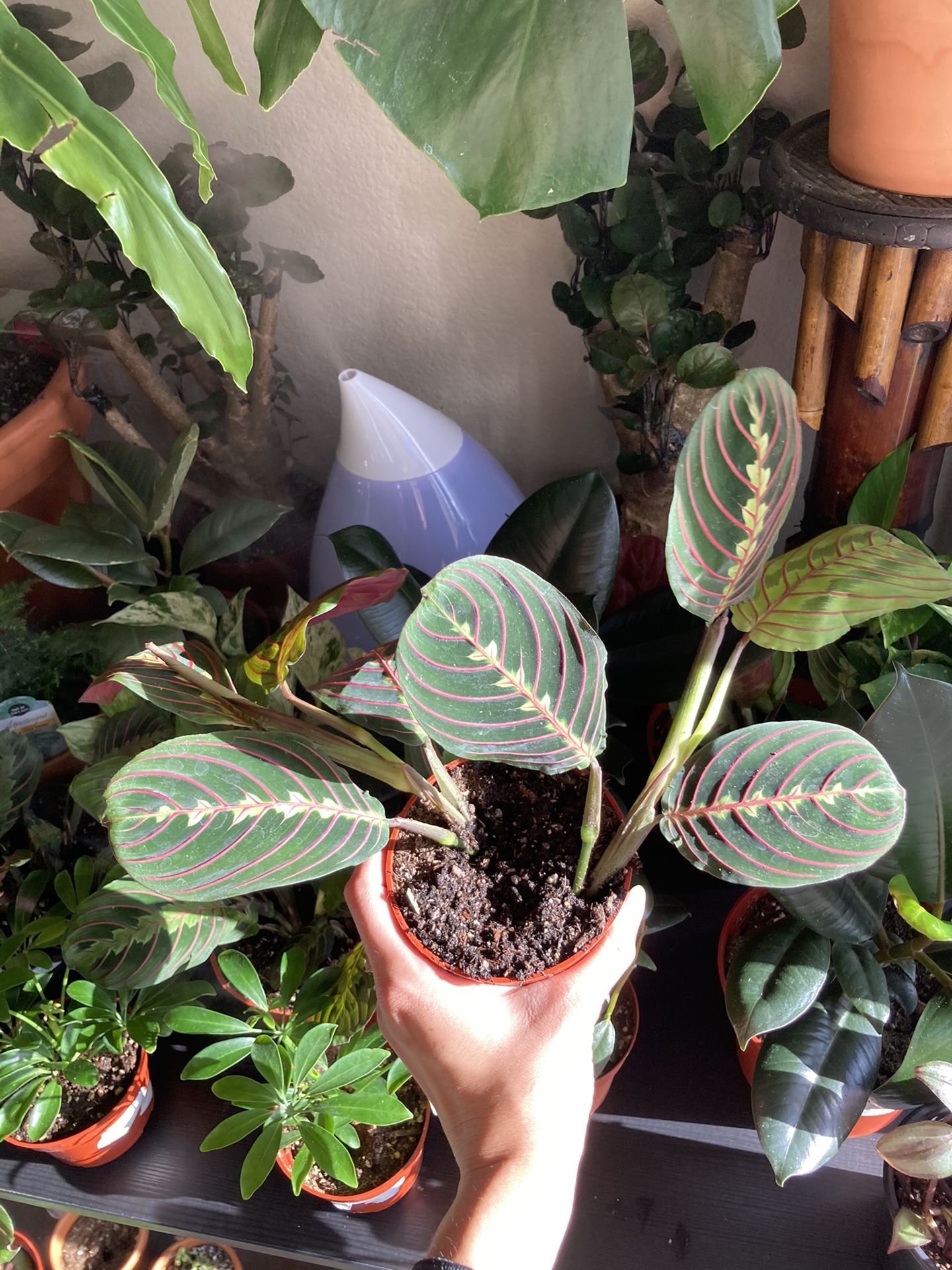 Prayer Plant - Maranta Leuconeura