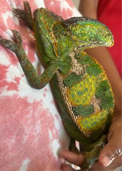 Chameleon