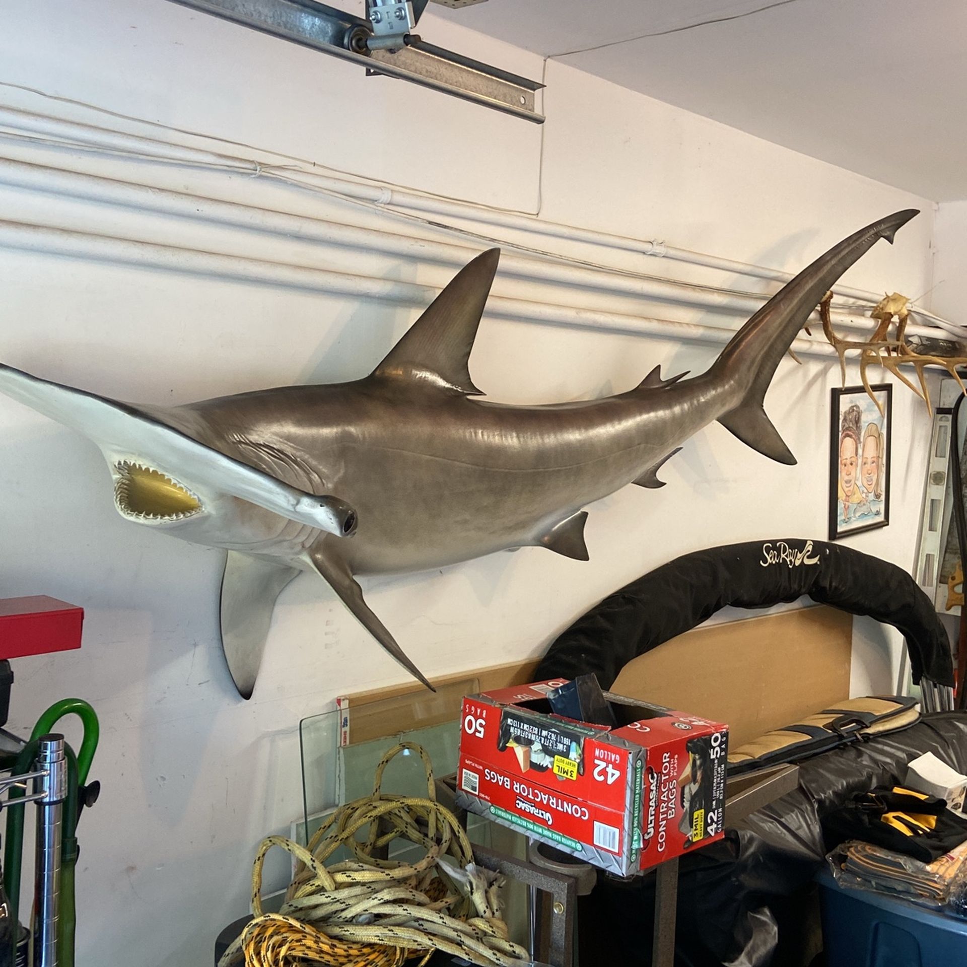 Golden hammerhead shark seven footer