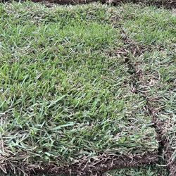 Grass Sod For Sale