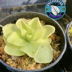 (Carnivorous Plant)2” Potted Butterwort Pinguicula