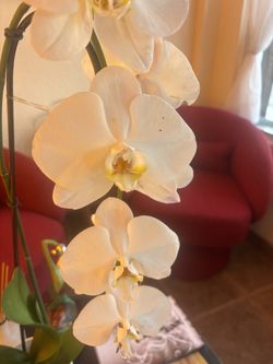 ORCHIDS