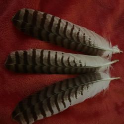 Hawk Feathers 